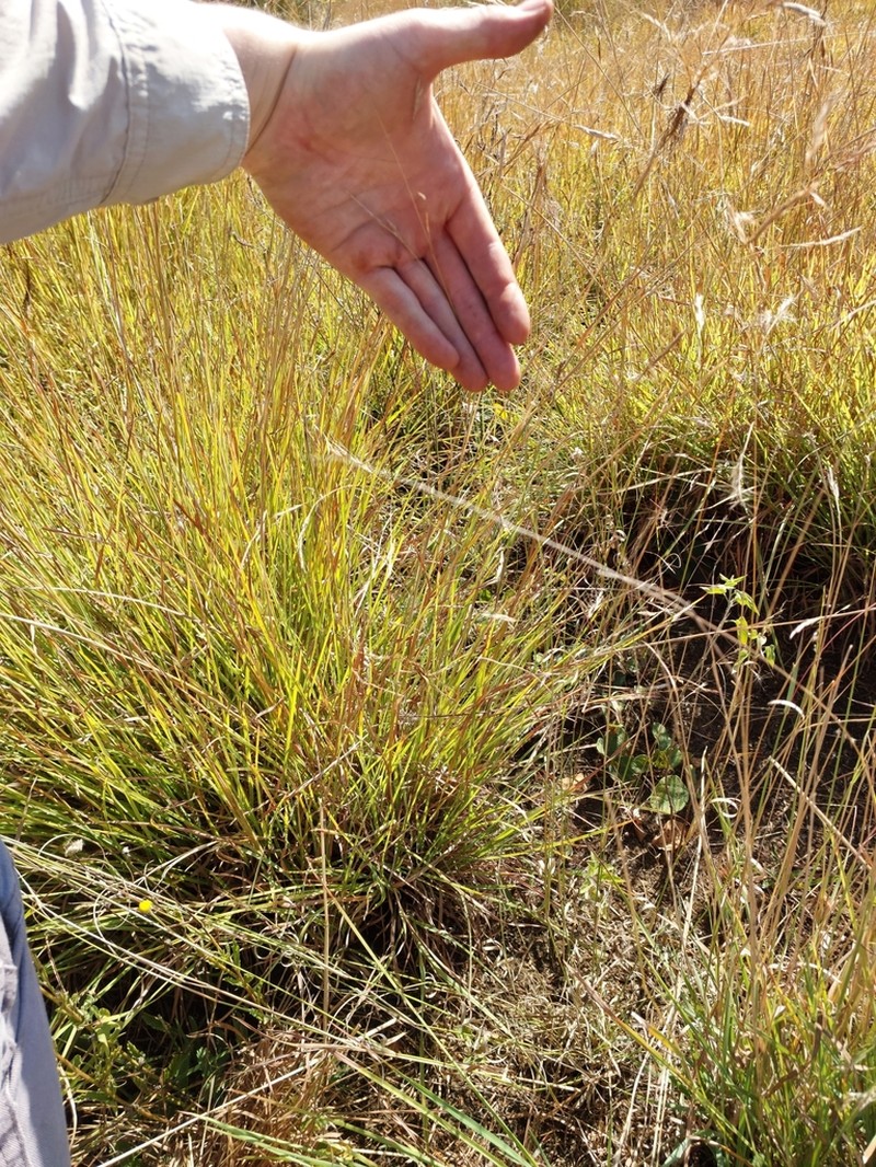 Aristida barbicollis photo 3