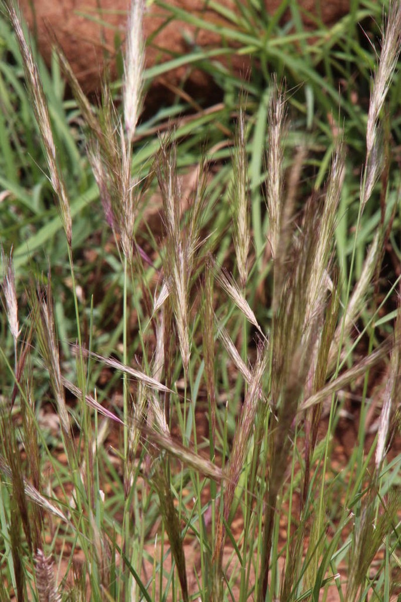 Aristida barbicollis photo 4