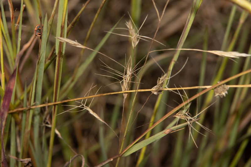 Aristida barbicollis photo 6