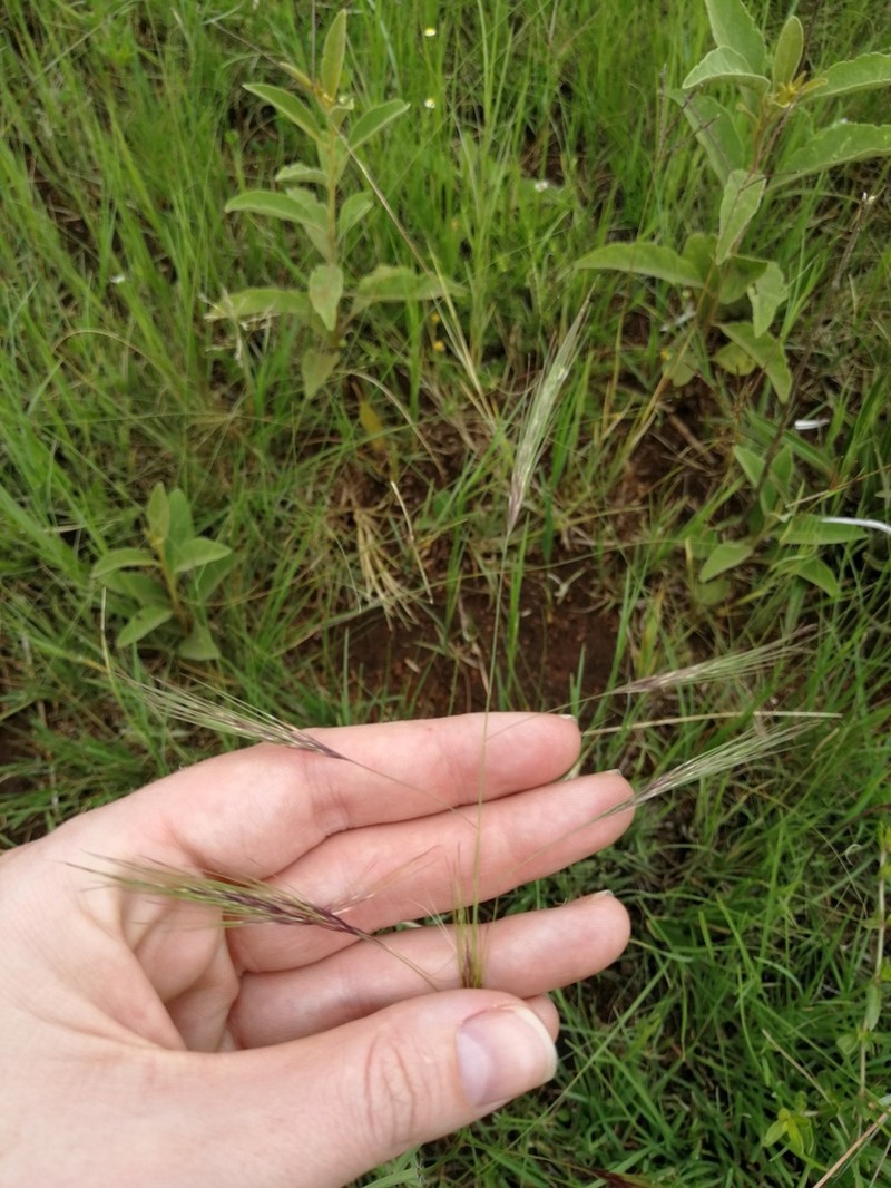 Aristida barbicollis photo 7
