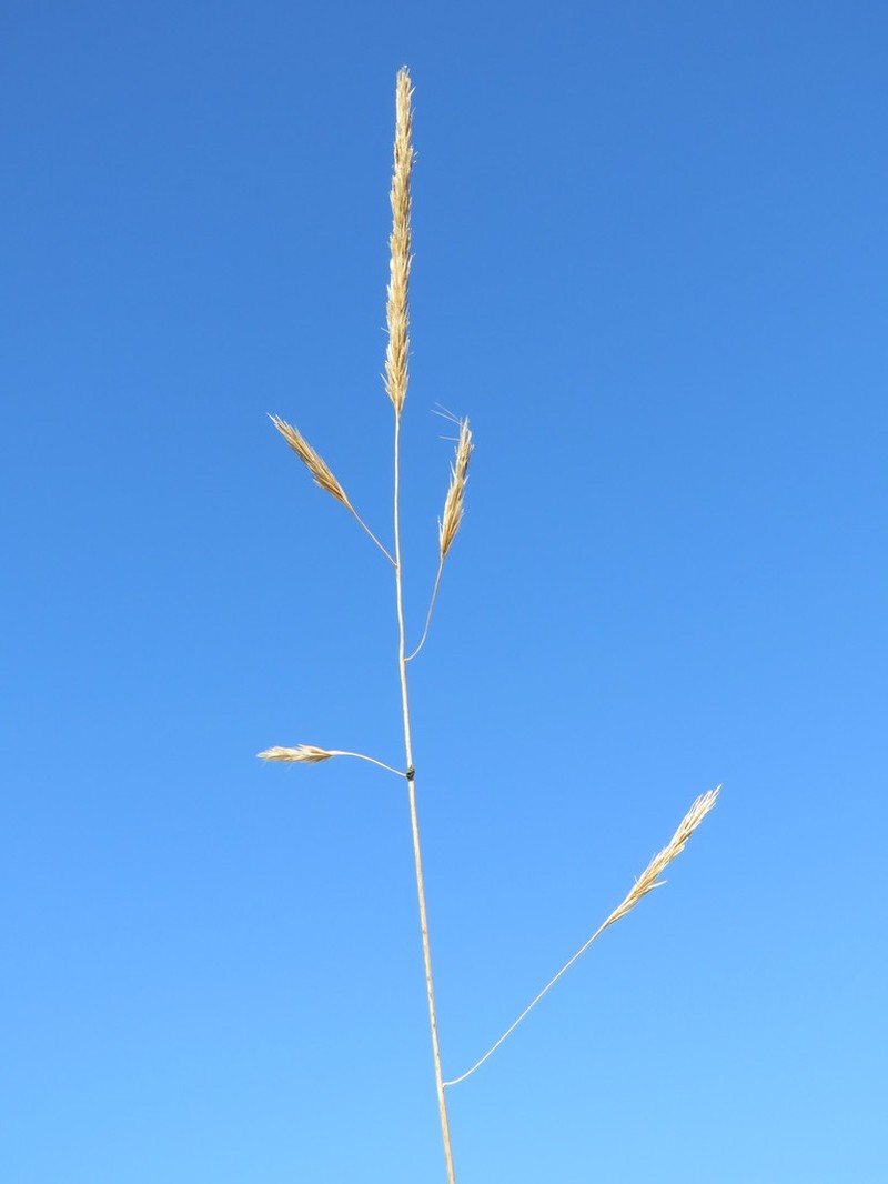 Aristida barbicollis photo 8