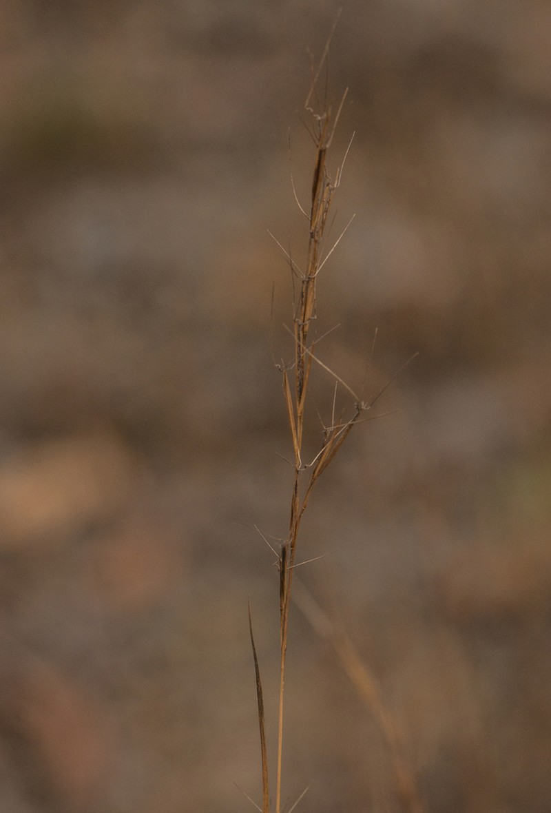 Forked Threeawn photo 2