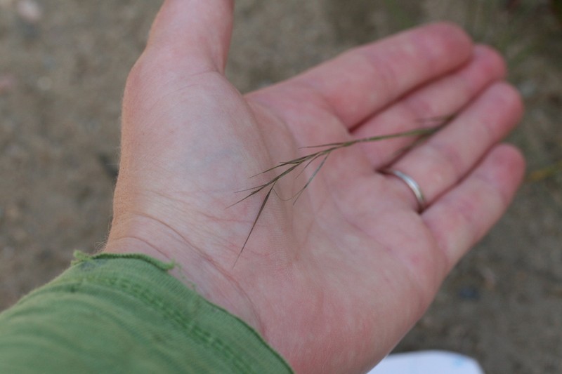 Forked Threeawn photo 4