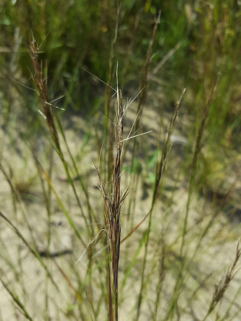 Forked Threeawn photo 5