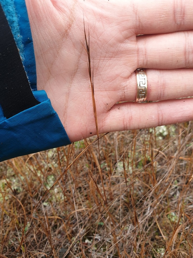 Forked Threeawn photo 6