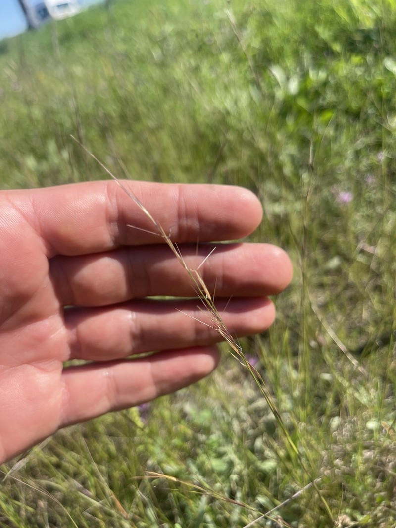 Forked Threeawn photo 7