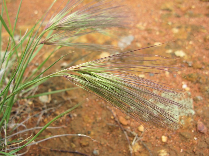 Aristida behriana