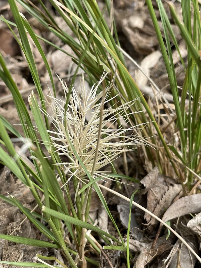 Aristida behriana photo 2