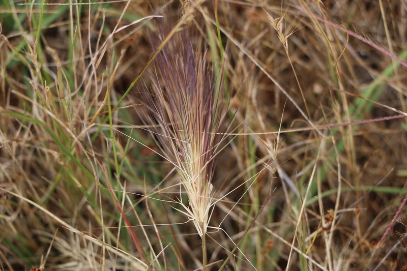 Aristida behriana photo 3
