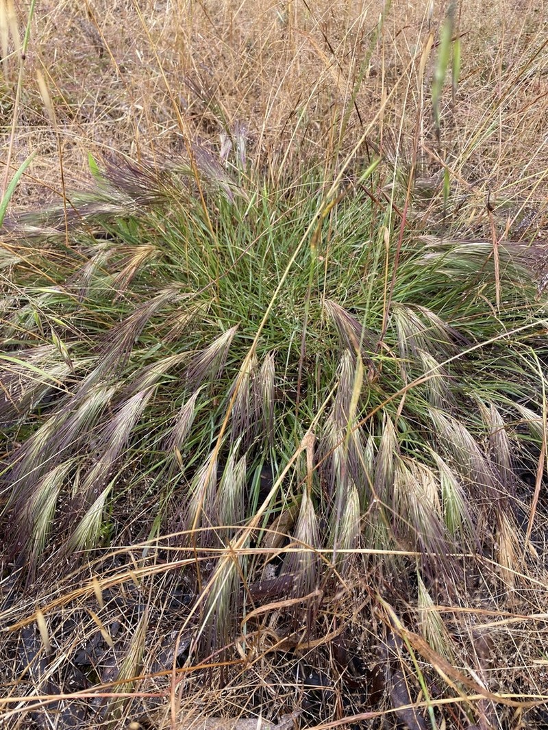 Aristida behriana photo 4