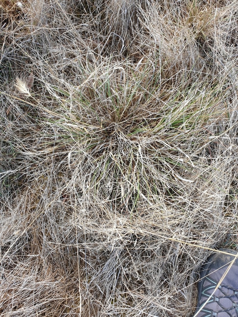 Aristida behriana photo 5
