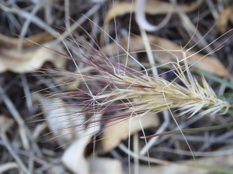 Aristida behriana photo 6