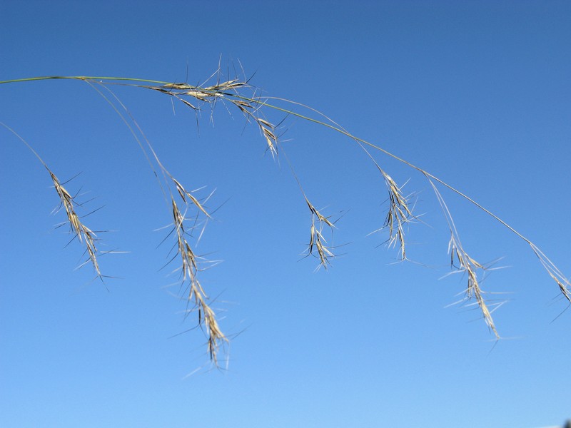 Aristida benthamii