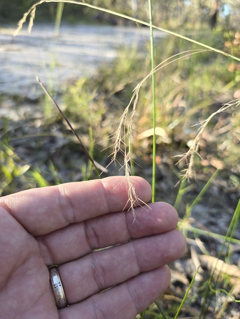 Aristida benthamii photo 2