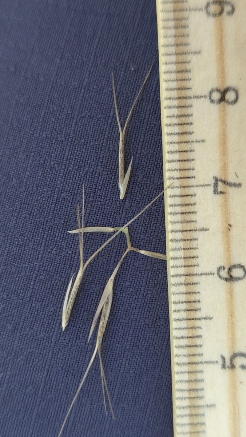 Aristida benthamii photo 3