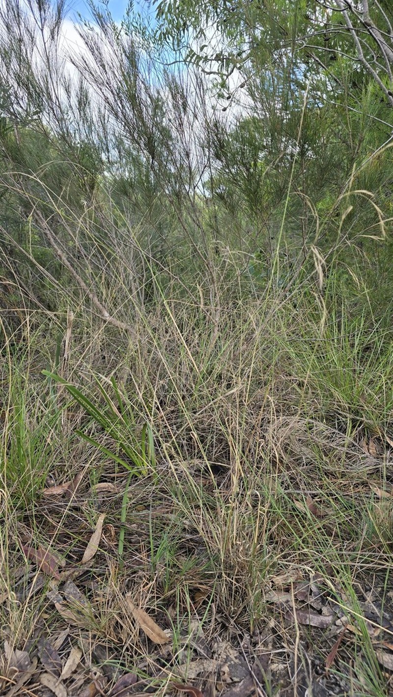 Aristida benthamii photo 4