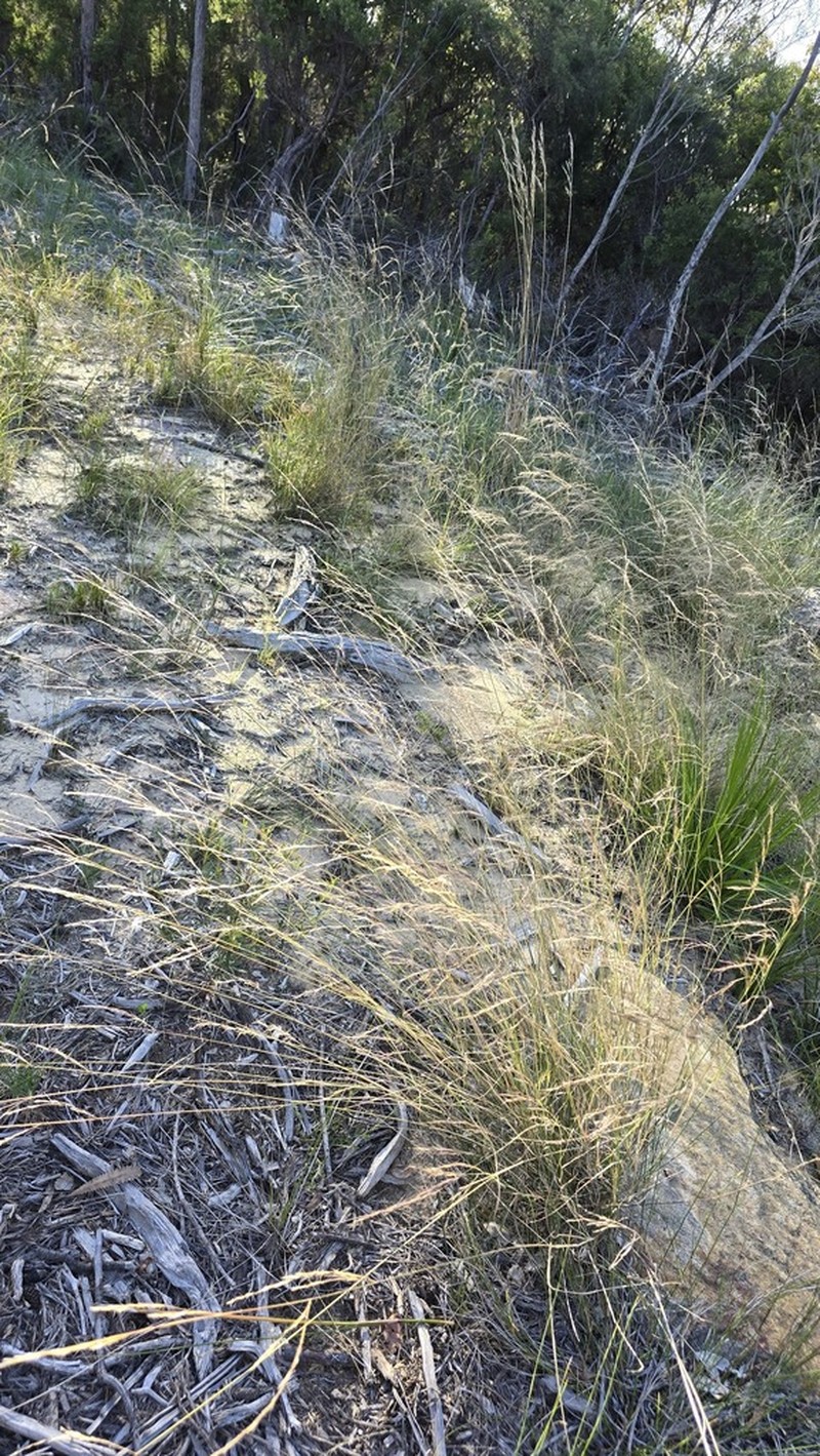Aristida benthamii photo 5