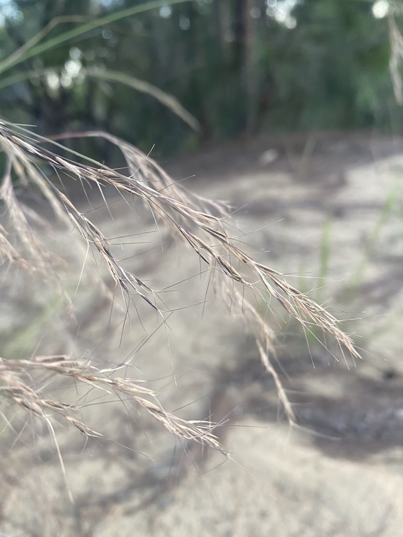 Aristida benthamii photo 6