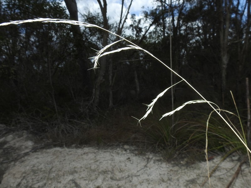Aristida benthamii photo 7