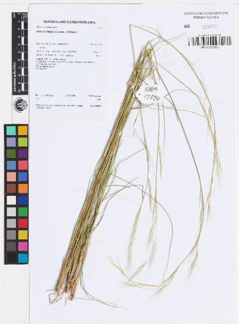 Aristida biglandulosa photo 2