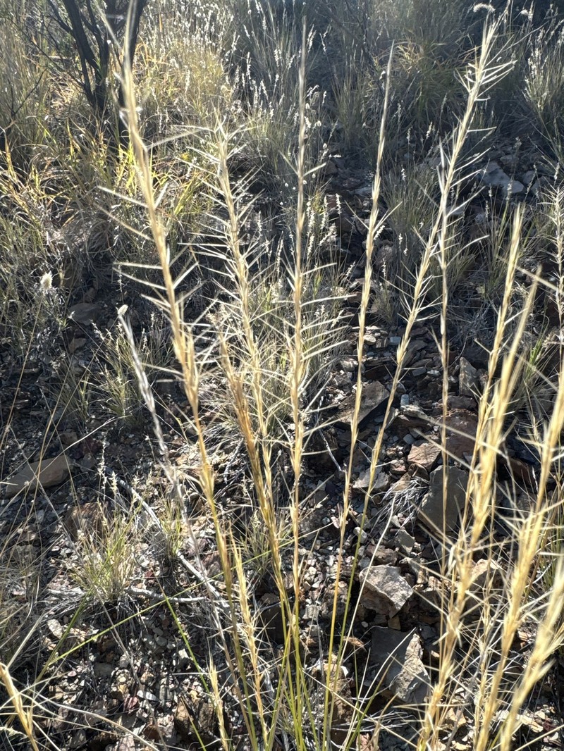 Aristida biglandulosa photo 3