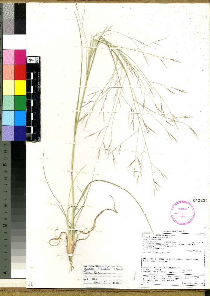 Aristida bipartita photo 2