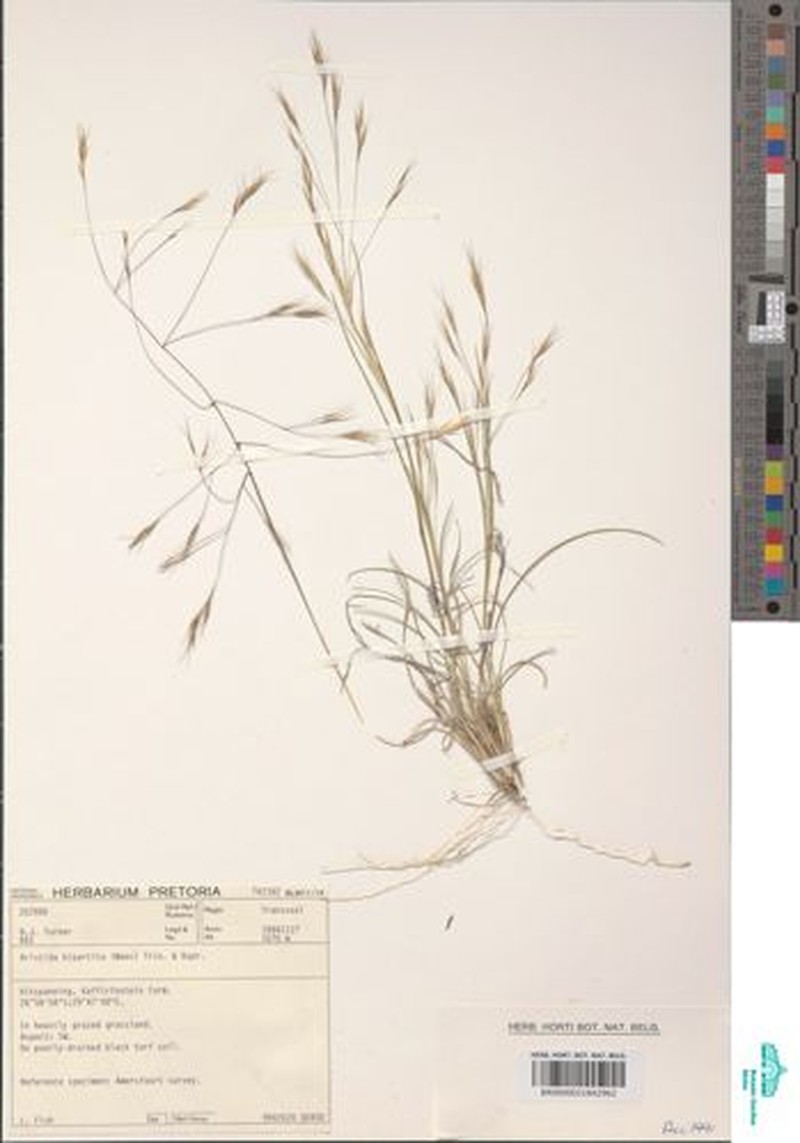 Aristida bipartita photo 3