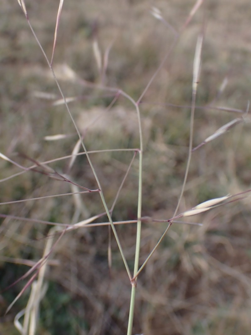 Aristida bipartita