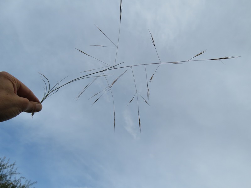 Aristida bipartita photo 5