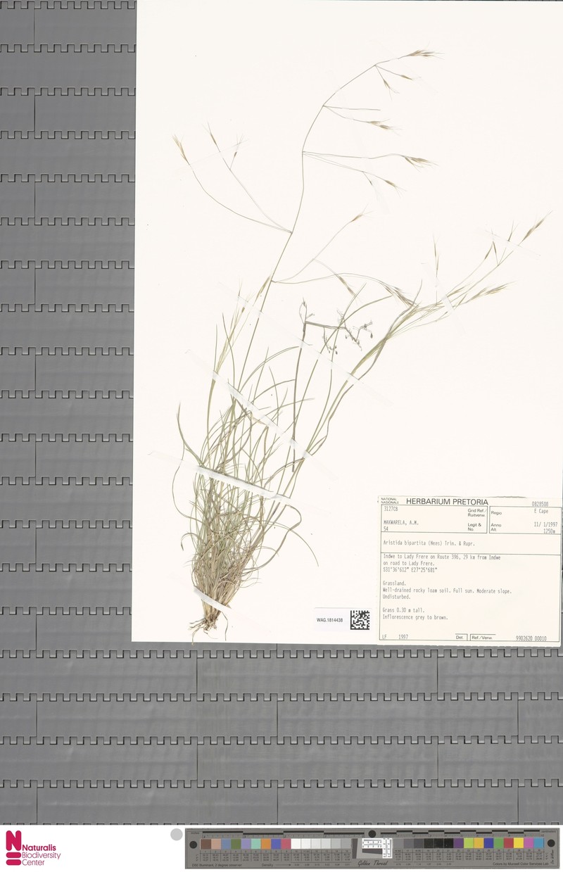 Aristida bipartita photo 6