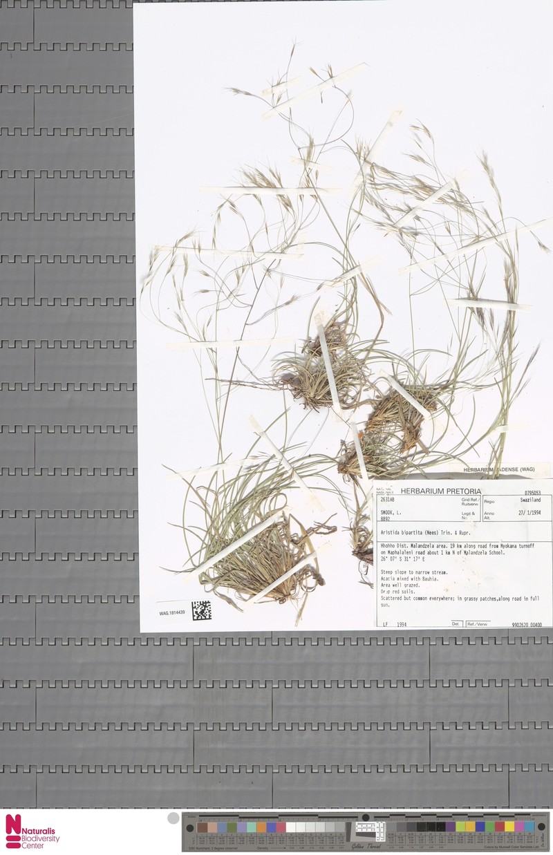 Aristida bipartita photo 7