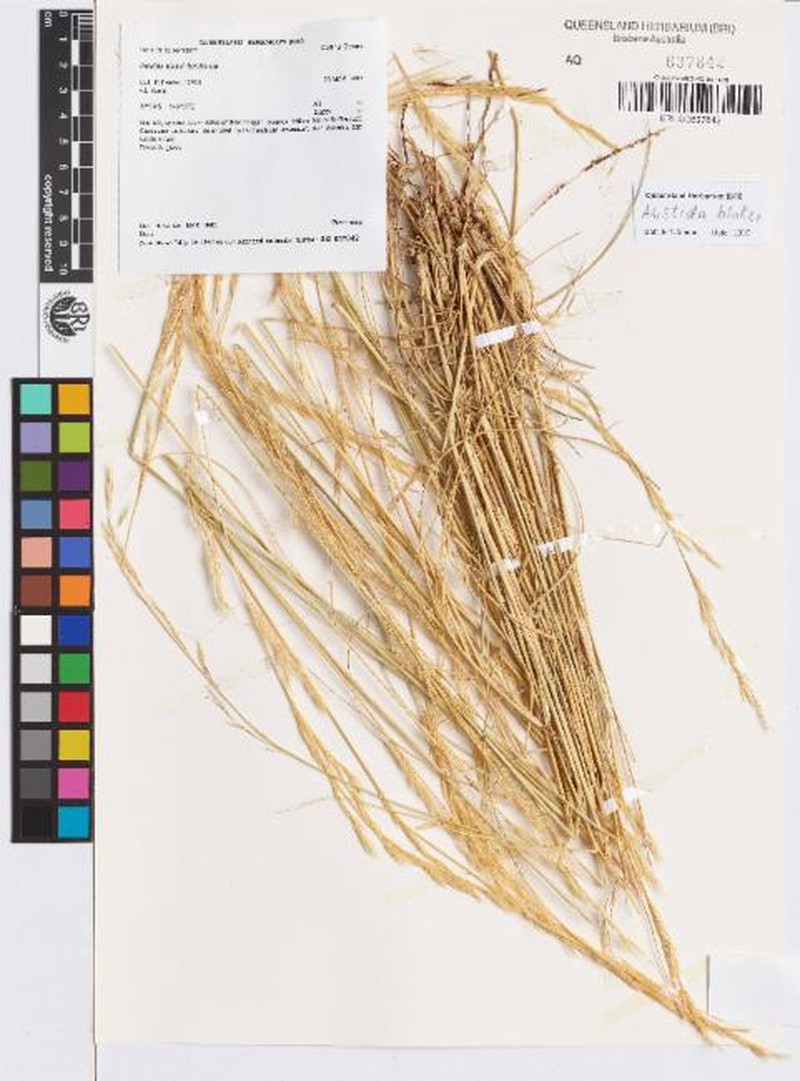 Aristida blakei
