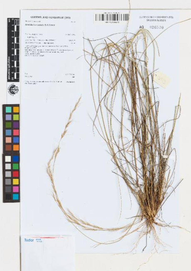 Aristida burraensis photo 2