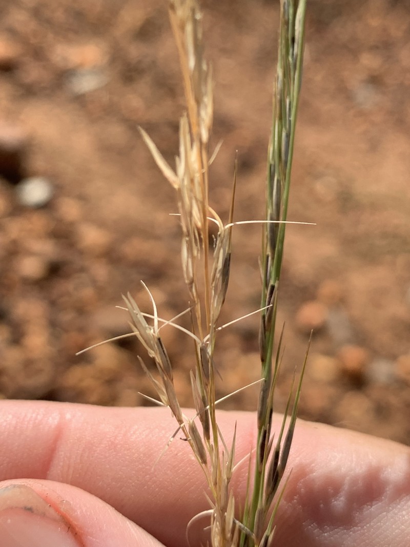 Aristida burraensis photo 3