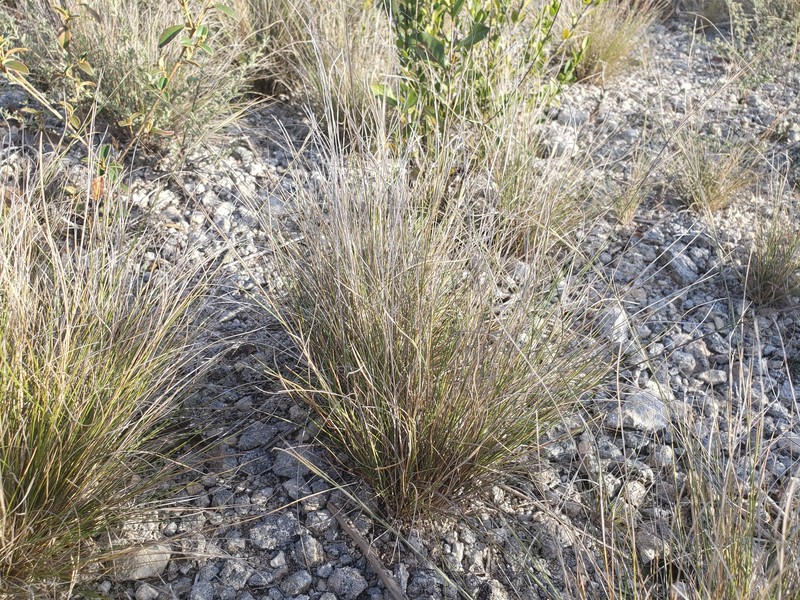 Aristida calcicola photo 3