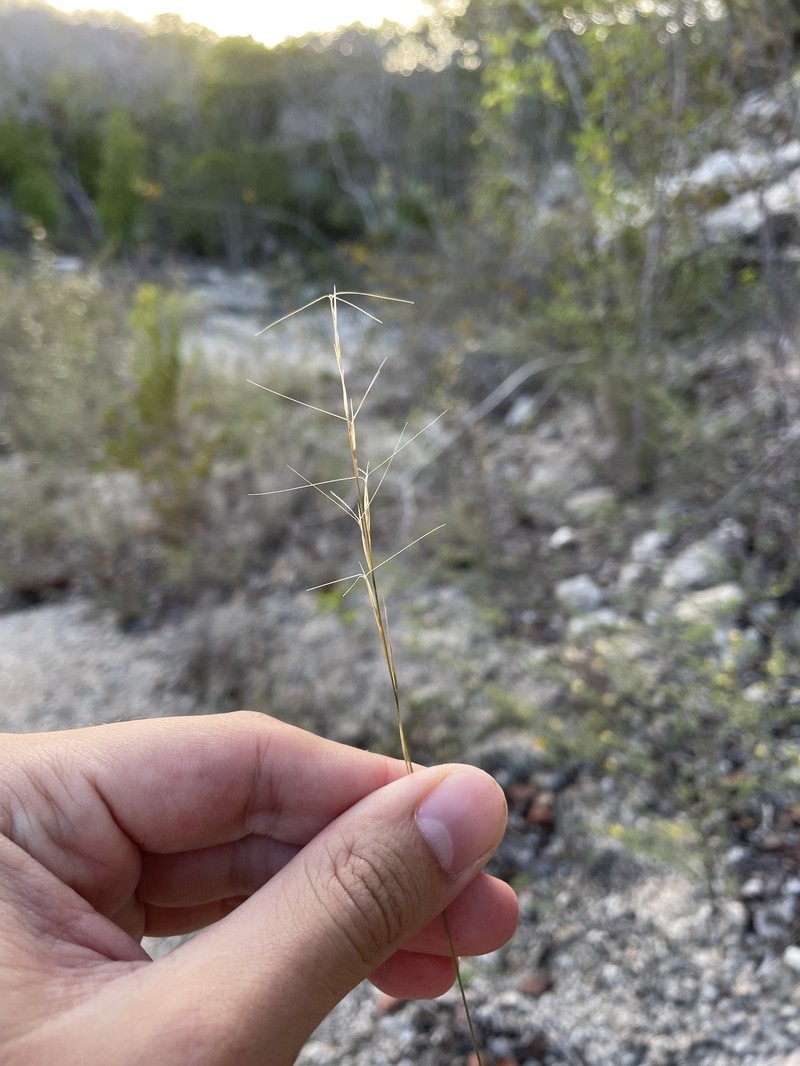 Aristida calcicola photo 4