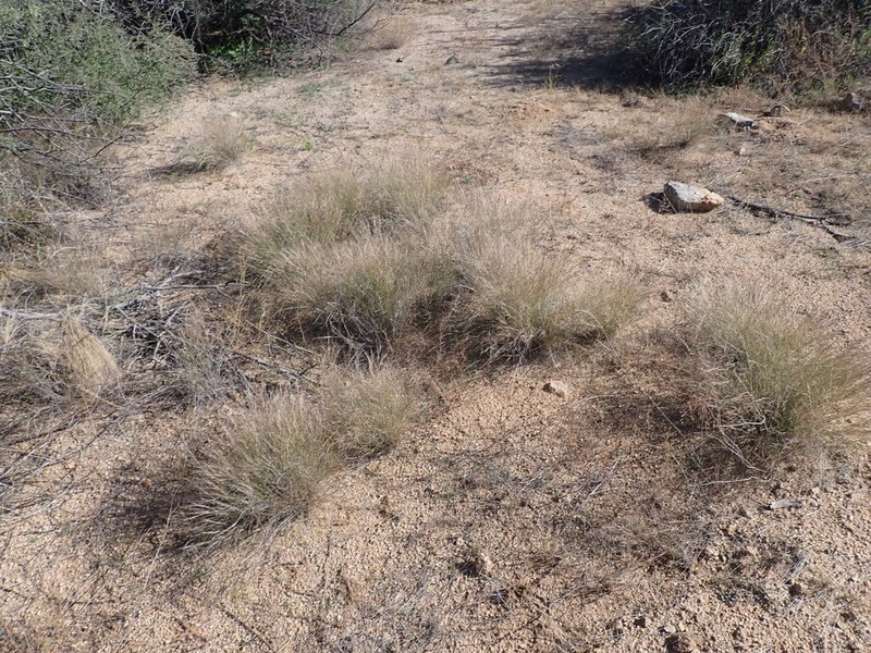 California Threeawn photo 7