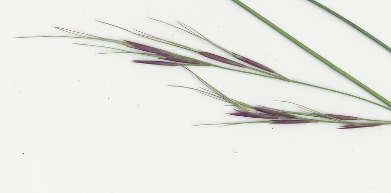 Aristida calycina