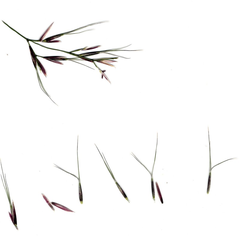 Aristida calycina photo 2