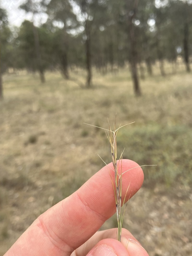 Aristida calycina photo 3