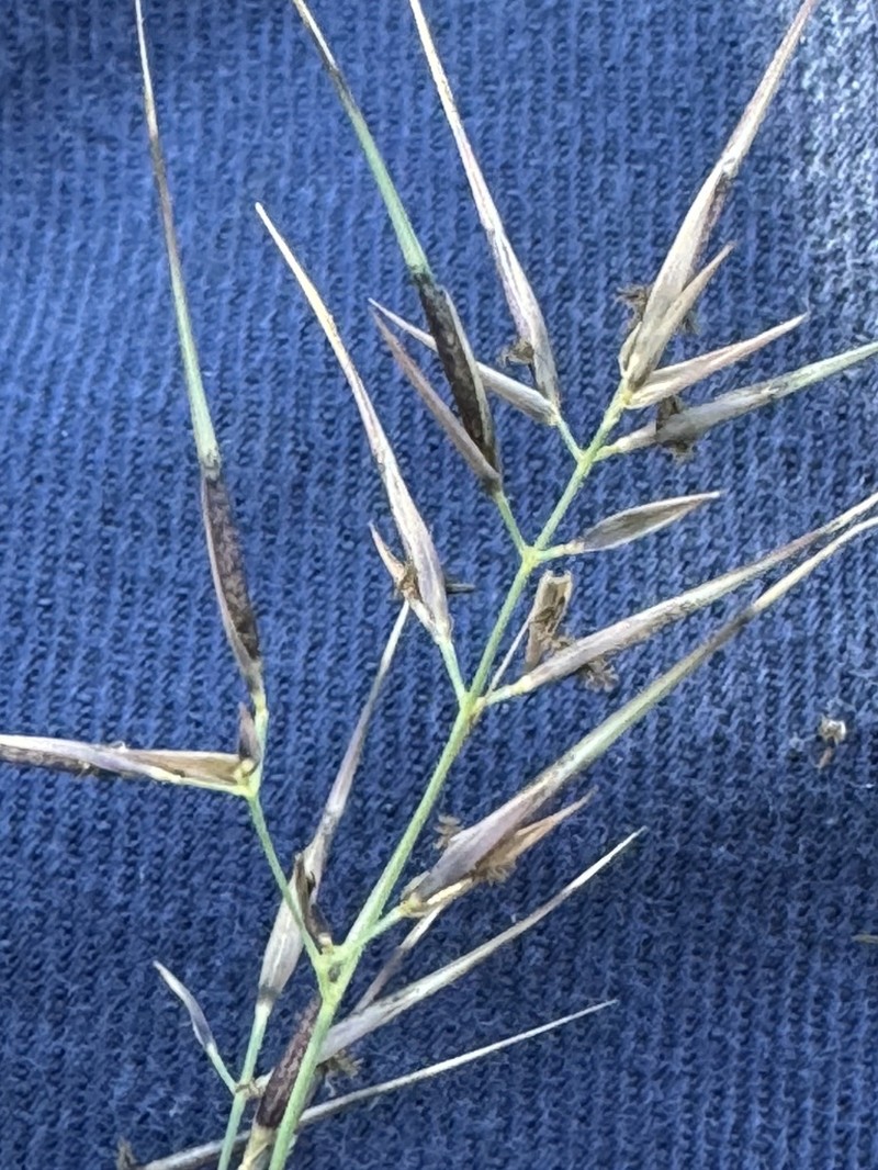 Aristida calycina photo 4