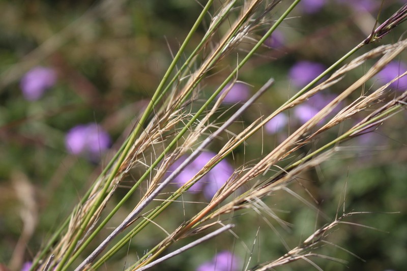 Aristida calycina photo 5