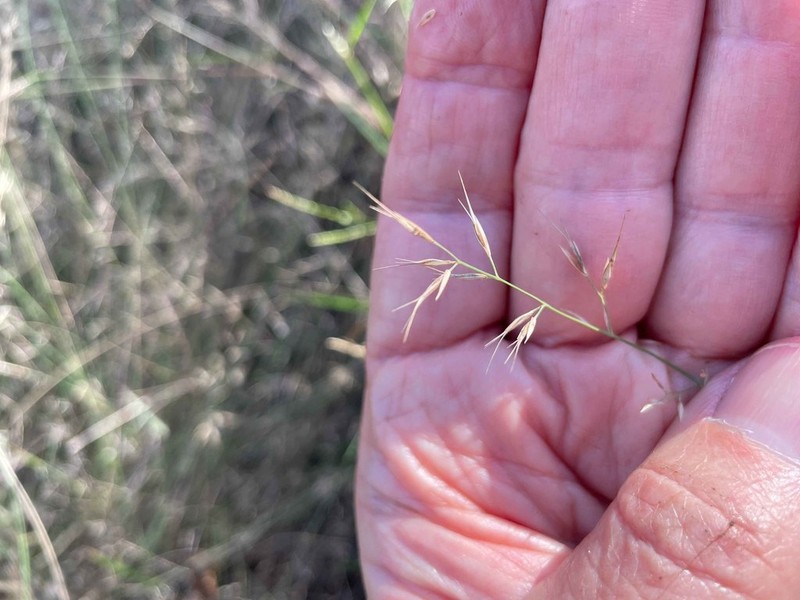 Aristida calycina photo 6