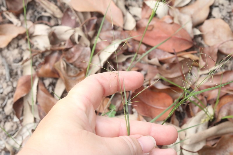 Aristida calycina photo 7