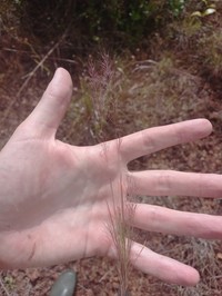 Aristida capillacea