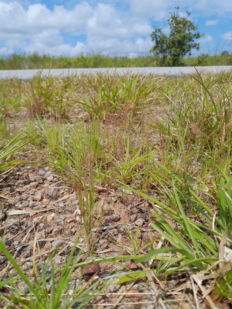 Aristida capillacea photo 2