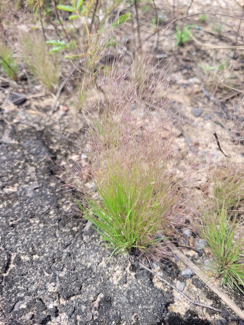 Aristida capillacea photo 3
