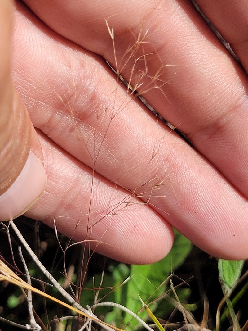 Aristida capillacea photo 4