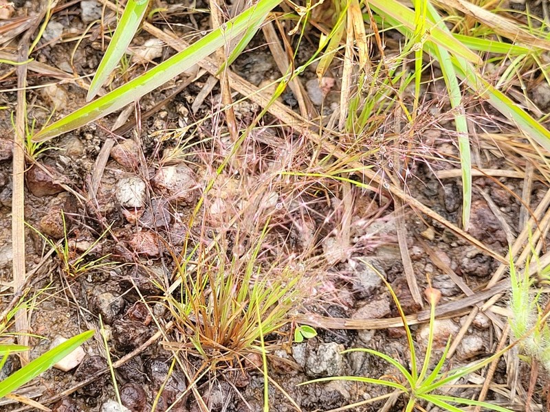 Aristida capillacea photo 5