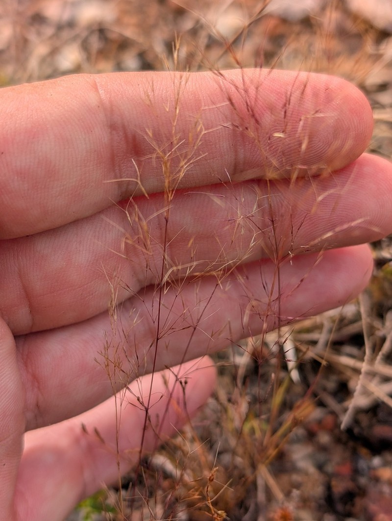 Aristida capillacea photo 6